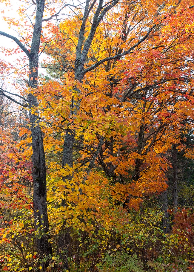 Orange Maples