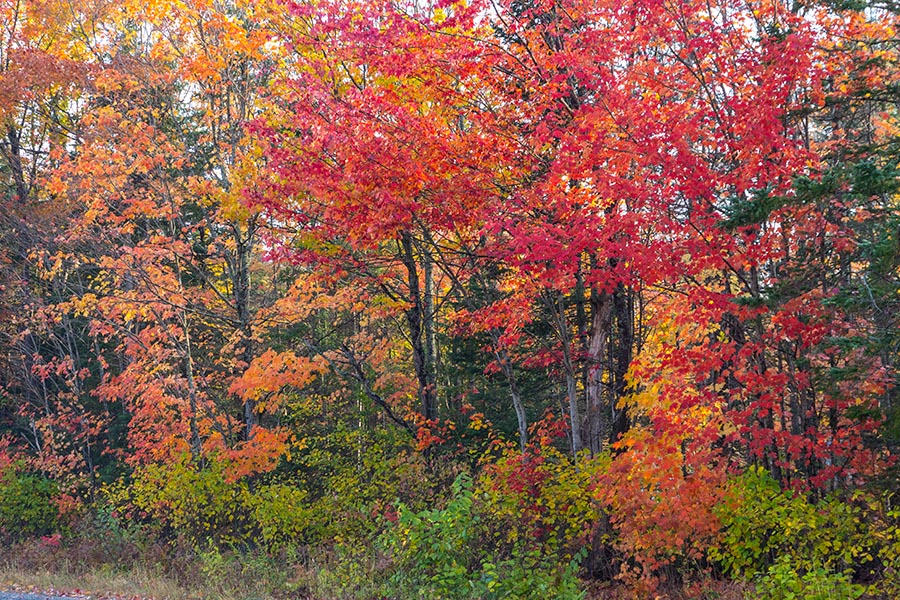 Brilliant Maples