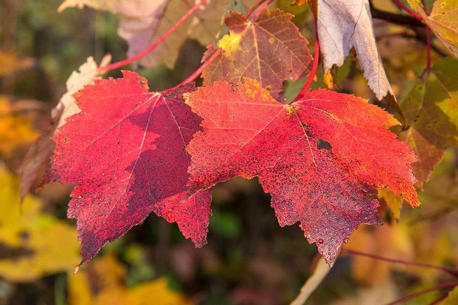 Red Leaves