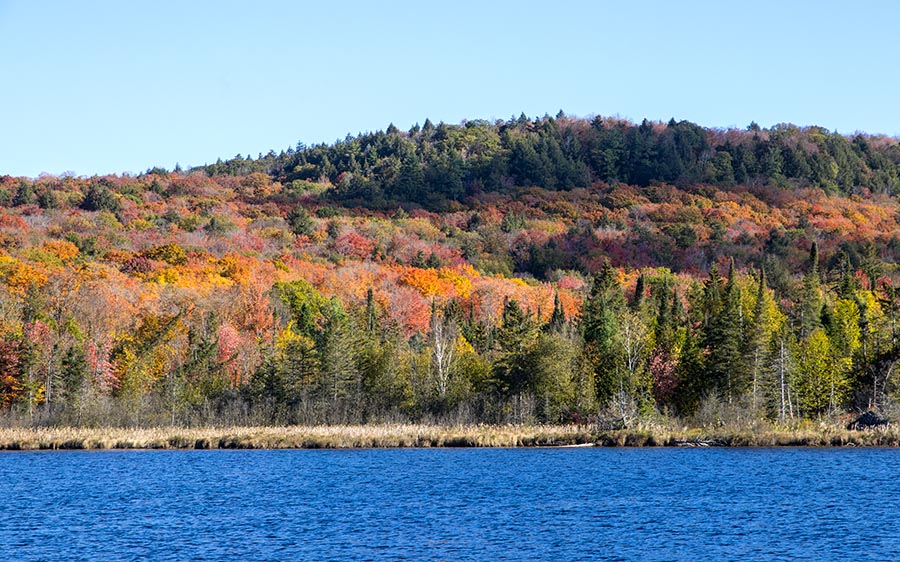 Autumn Colours