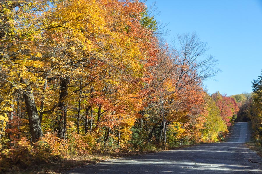 Tree-Lined Route 129