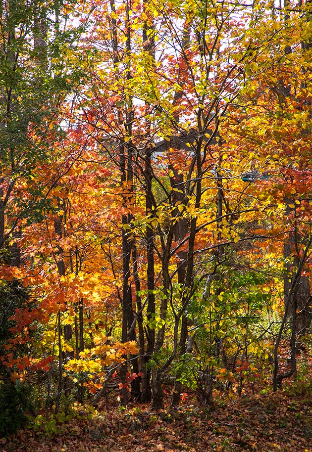 Sun Through the Trees