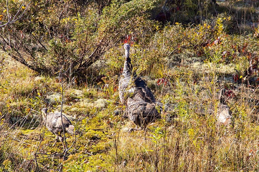 Wild Turkeys