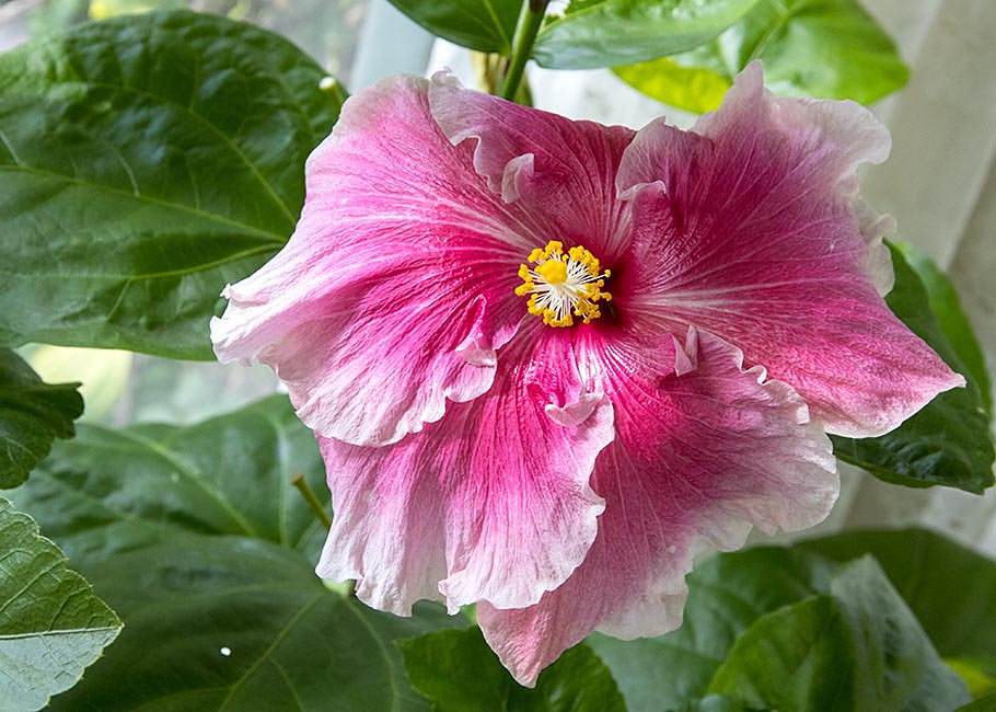 Buckeye Colors Hibiscus