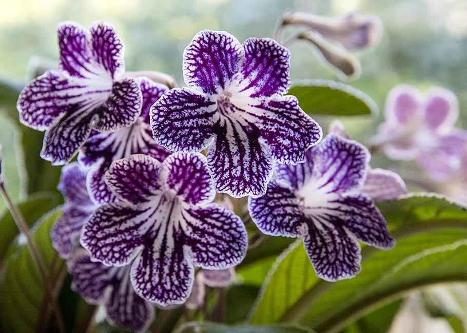 Streptocarpus on the Windowsill