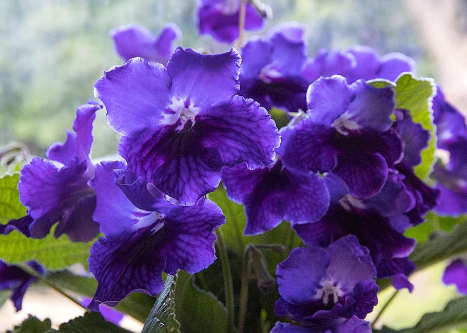 Purple Streptocarpus