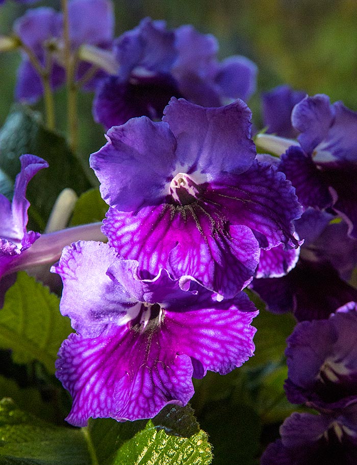 More Purple Streptocarpus