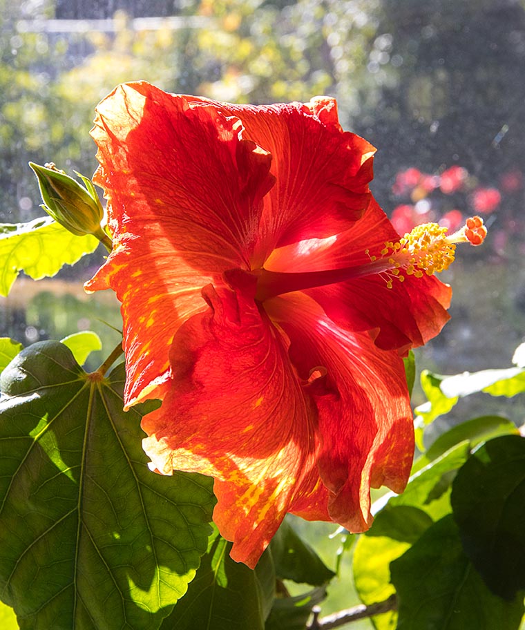 Sun Showers Hibiscus