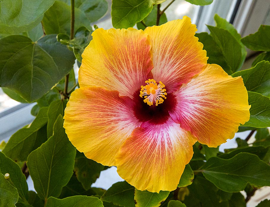 Exotic Orange Hibiscus