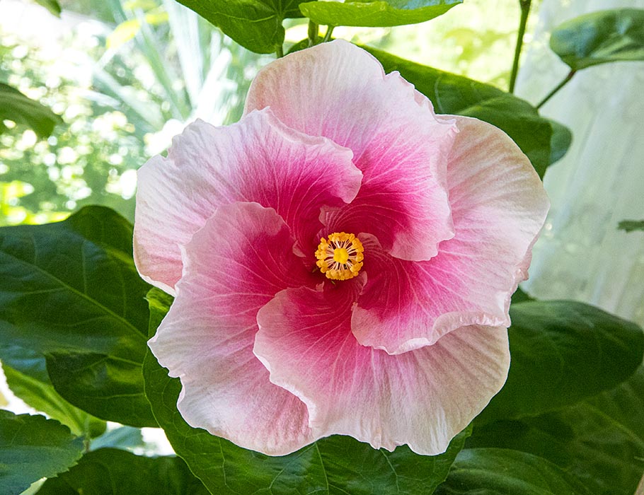 Vandermeer Pink Hibiscus