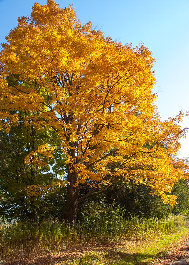 Golden Tree