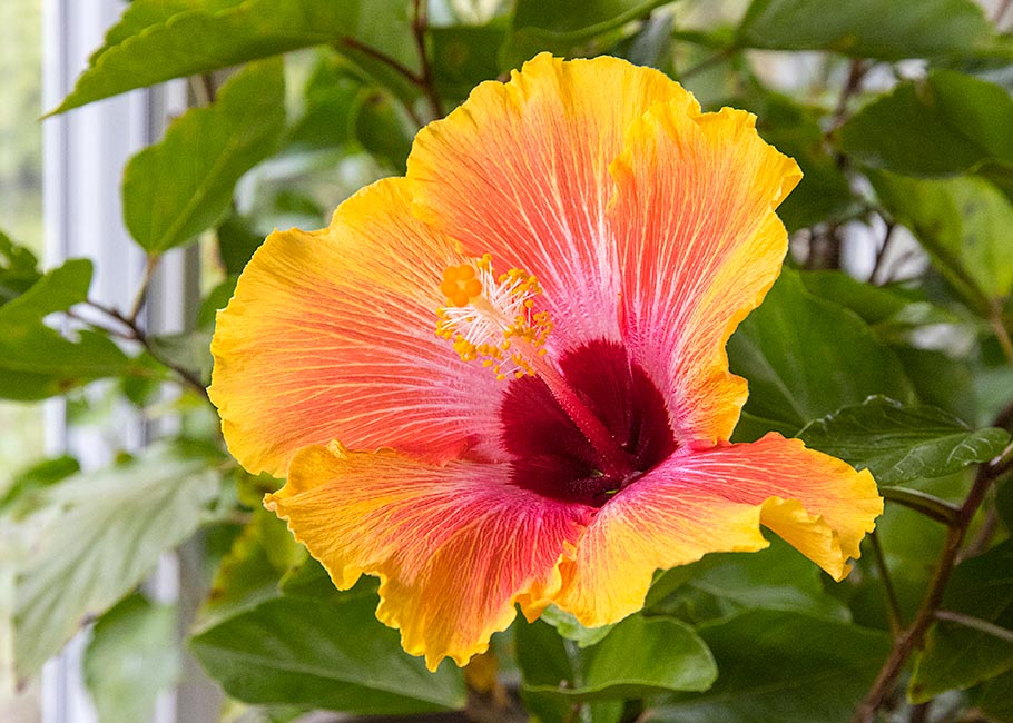 Another Hibiscus in Bloom