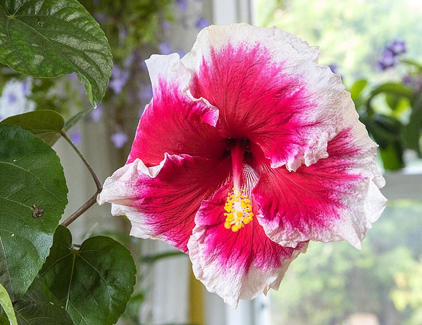 Favourite Pink Hibiscus