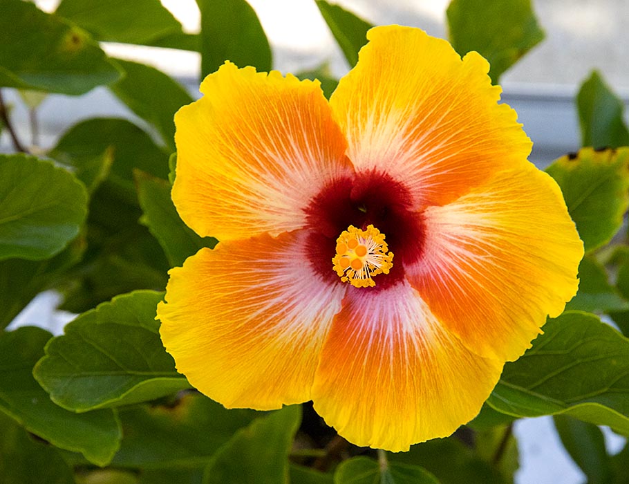 Sunny Hibiscus