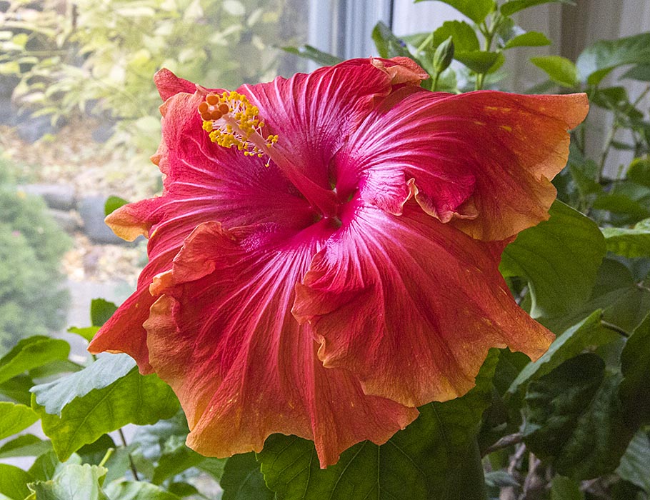 Another Sun Showers Hibiscus Flower