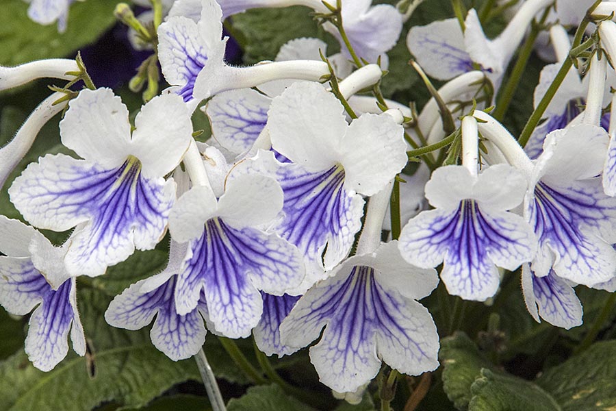 White Streptocarpus