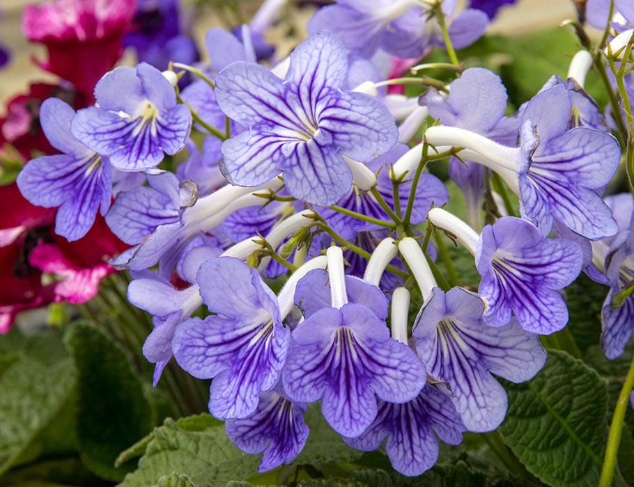 Light Purple Streptocarpus