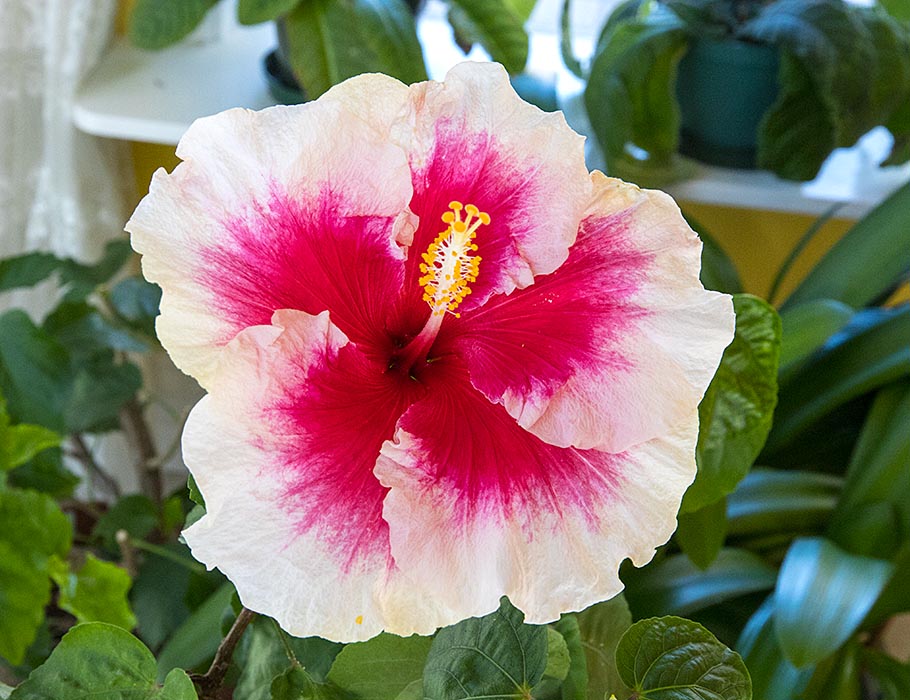 the Very Last Hibiscus Bloom