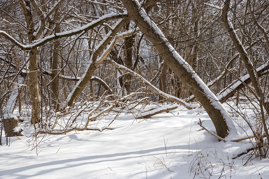 Snowy Woods