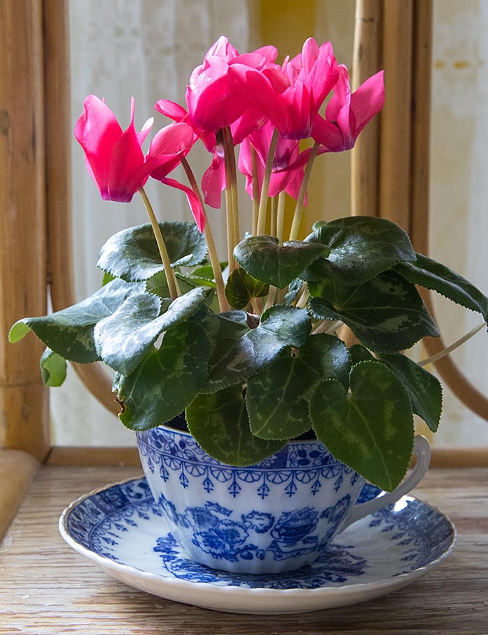 Mini Cyclamen