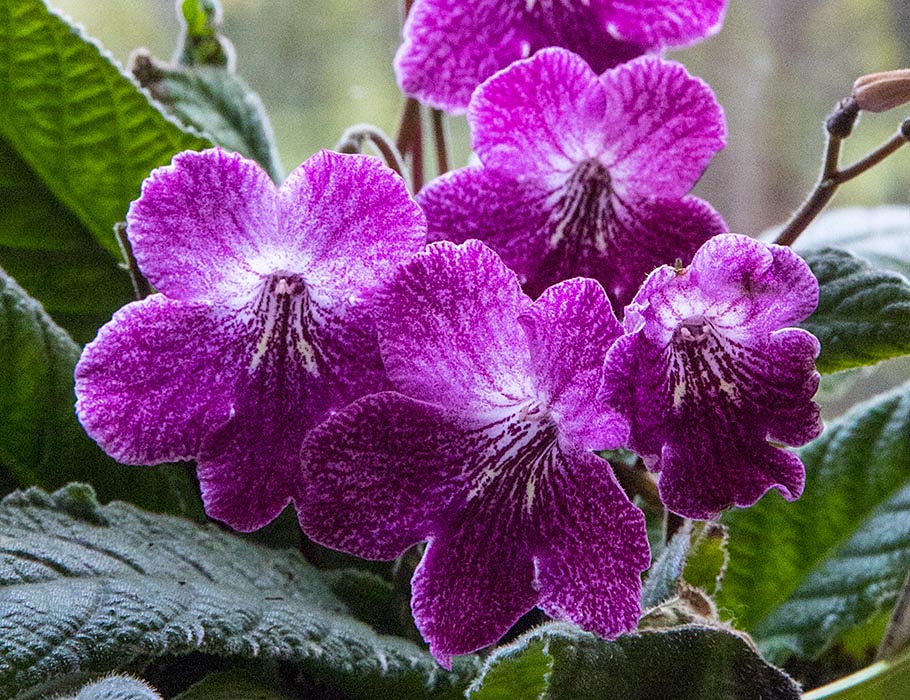 A New Streptocarpus