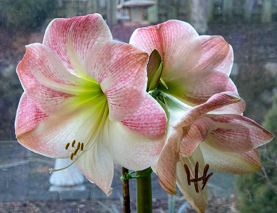 the First Amaryllis to Bloom
