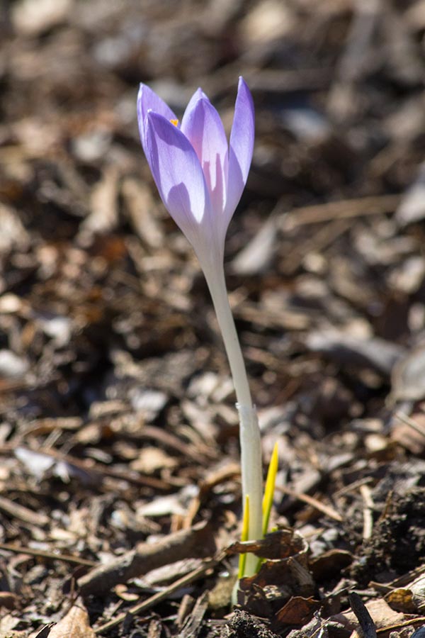 the Very First Crocus