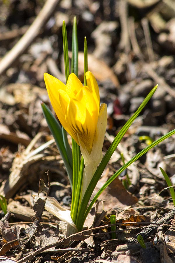 the First Yellow Crocus