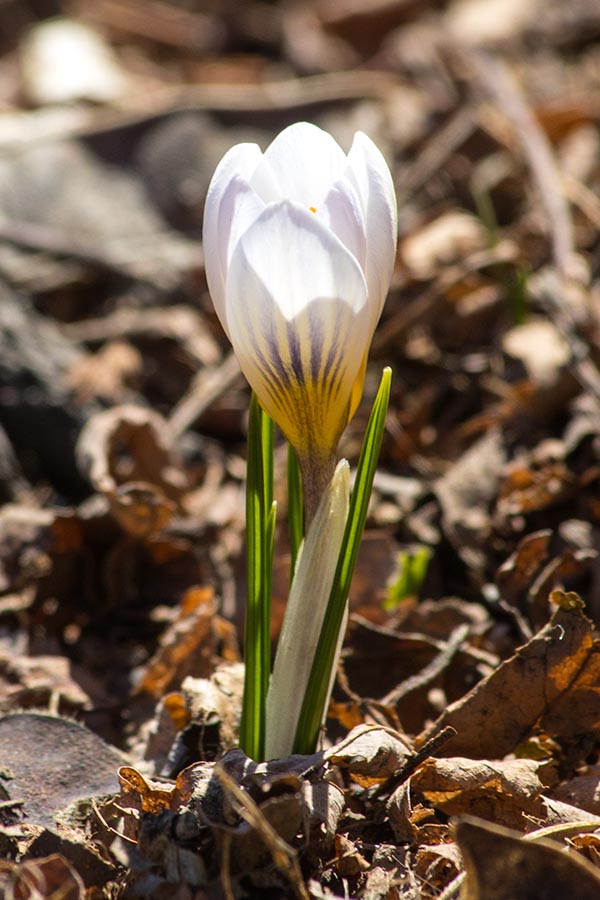 Another Crocus