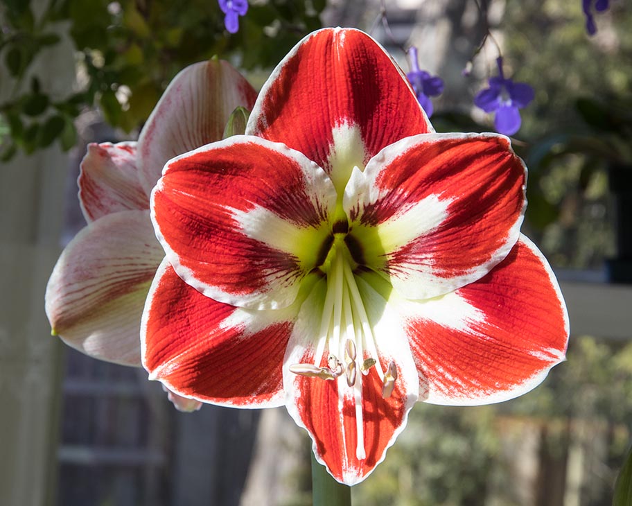 the Second Amaryllis - Spartacus