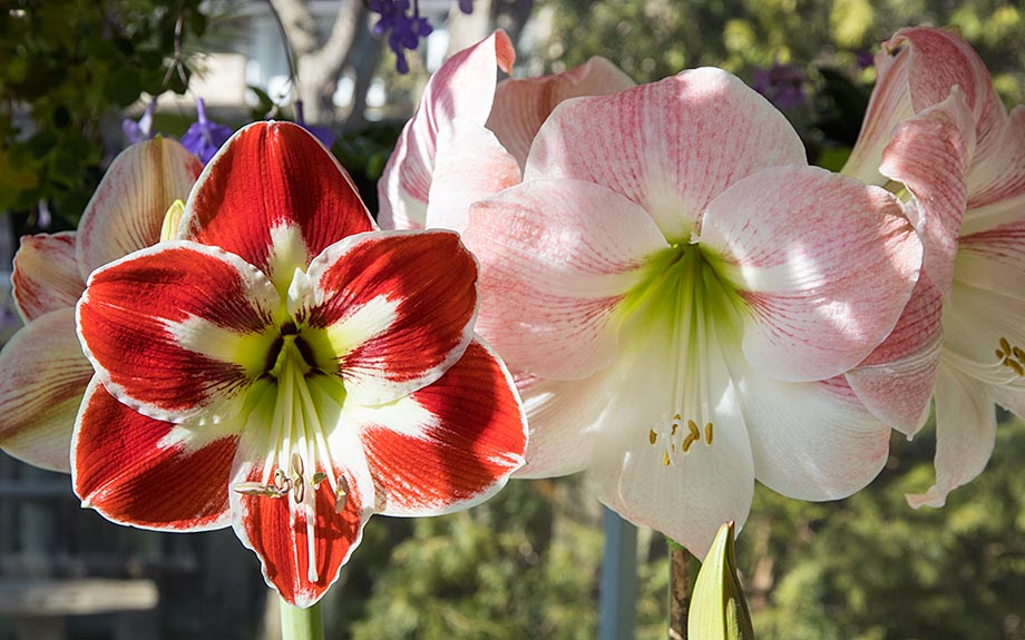the First Two Amaryllis to Bloom