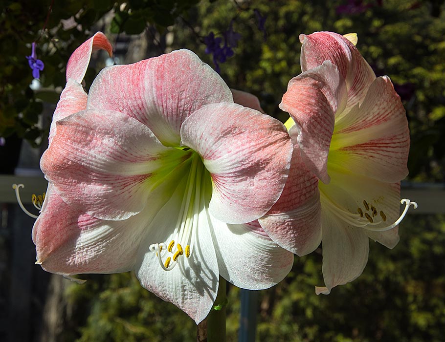 Apple Blossom Amaryllis in the Sun