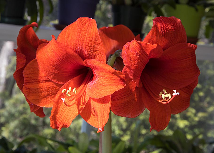 Four Red Flowers