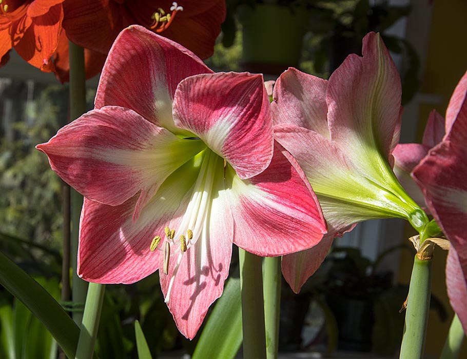 Striped Amaryllis