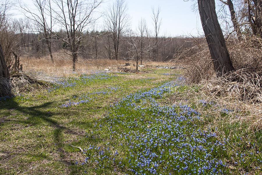 the Old Orchard