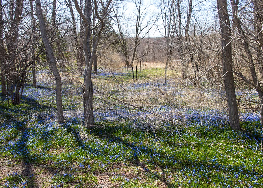 Overgrown on the Town Line