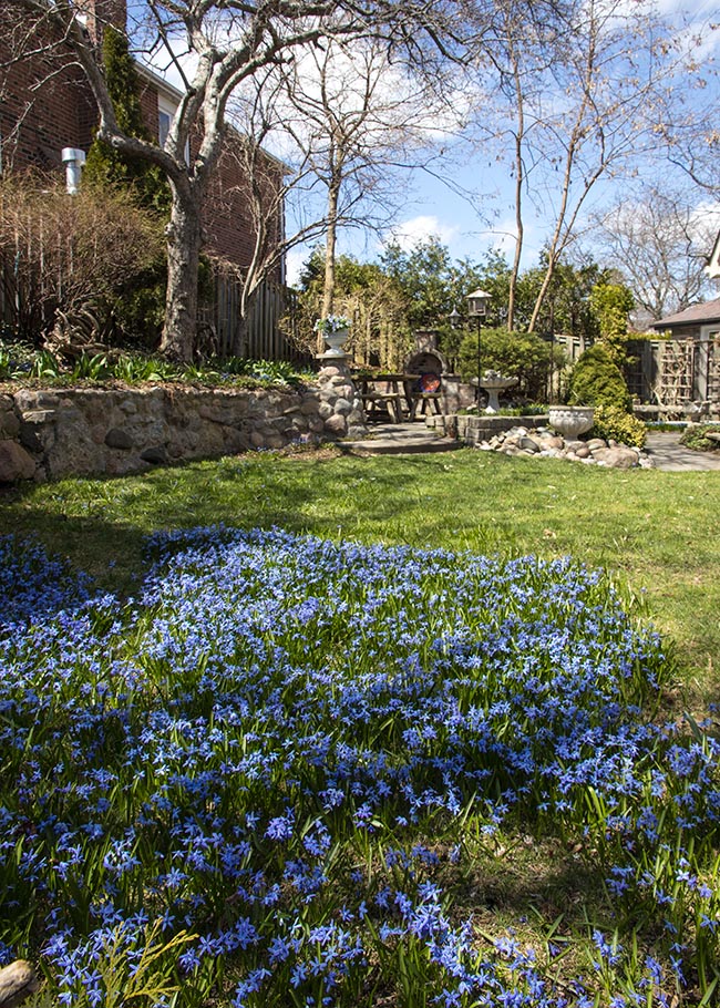 Backyard Scilla Patch