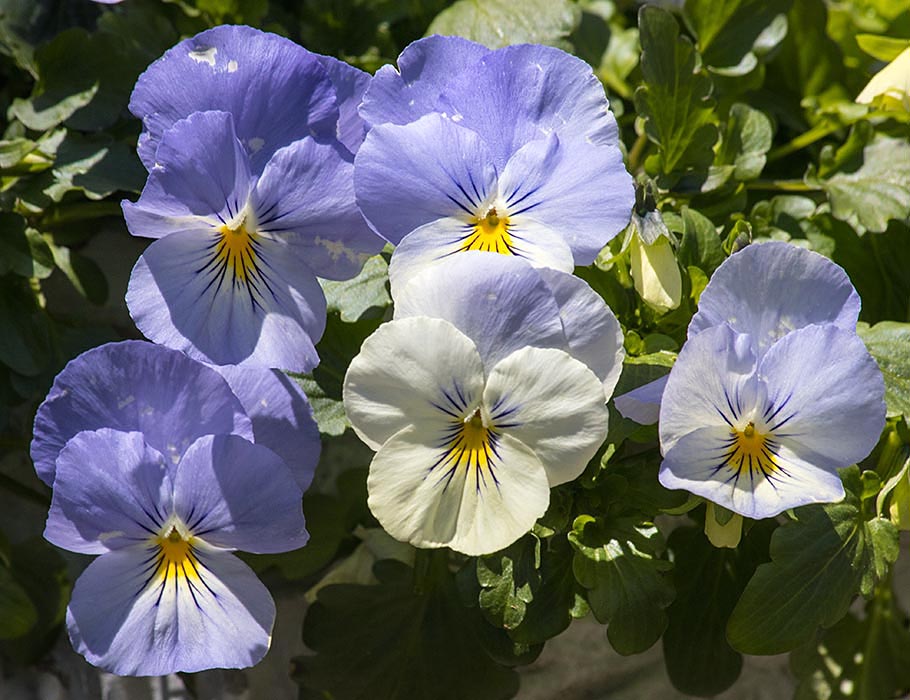 Pansies