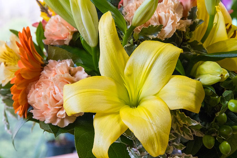 Lily Close-Up