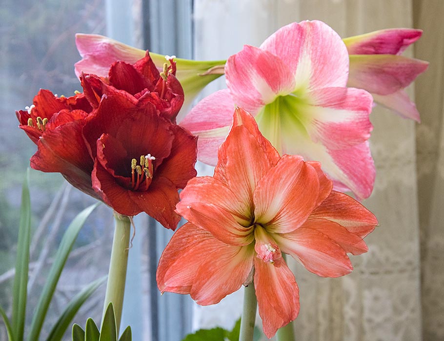 the Last Three Amaryllis