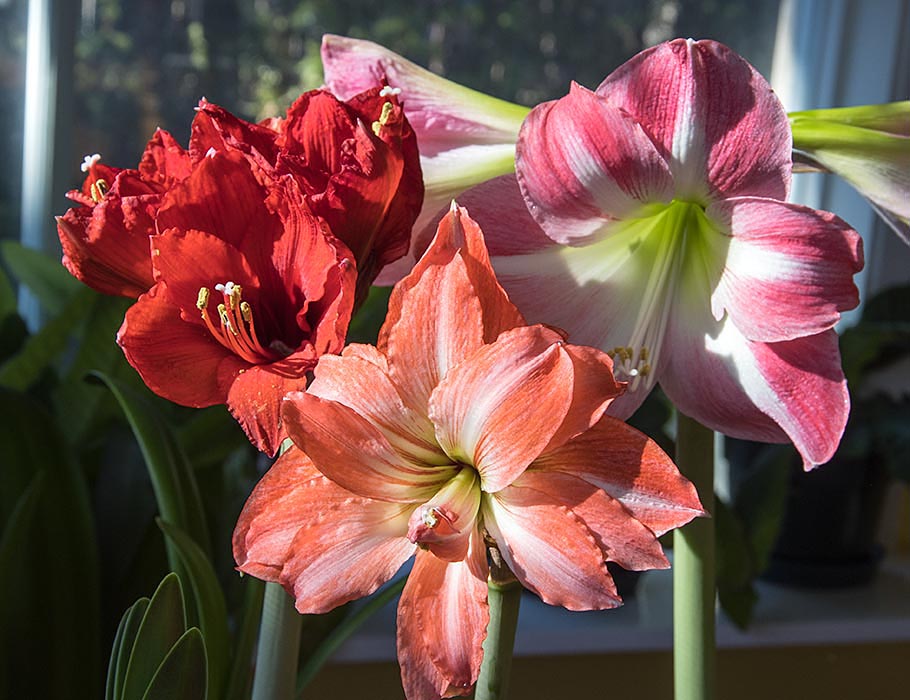 Amaryllis in the Sun