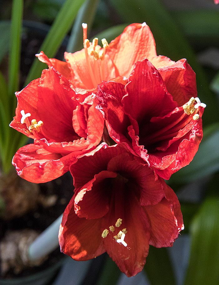 Stuck Amaryllis