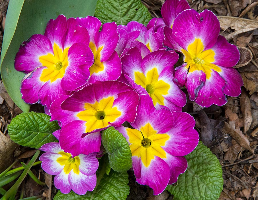 Primroses
