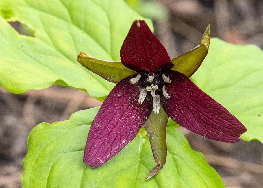 Red Trillium