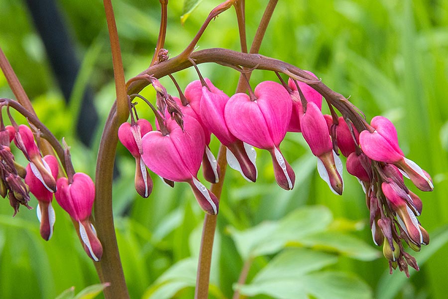 Bleeding Heart