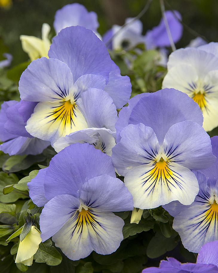 Pansies