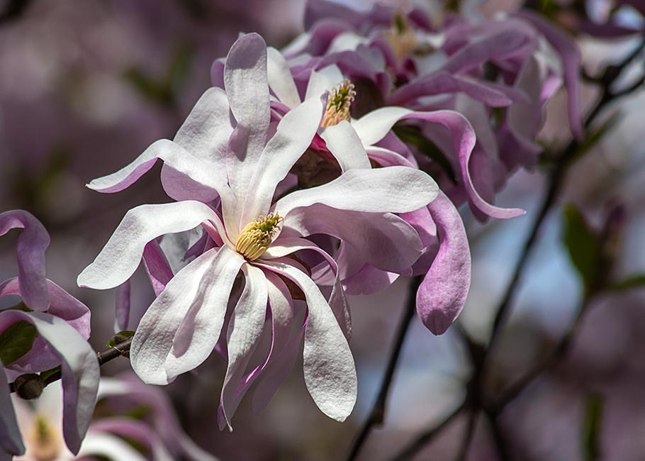 Star Magnolia