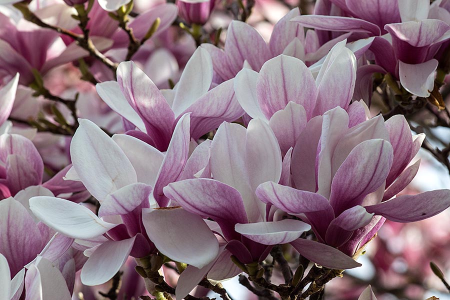 Saucer Magnolia