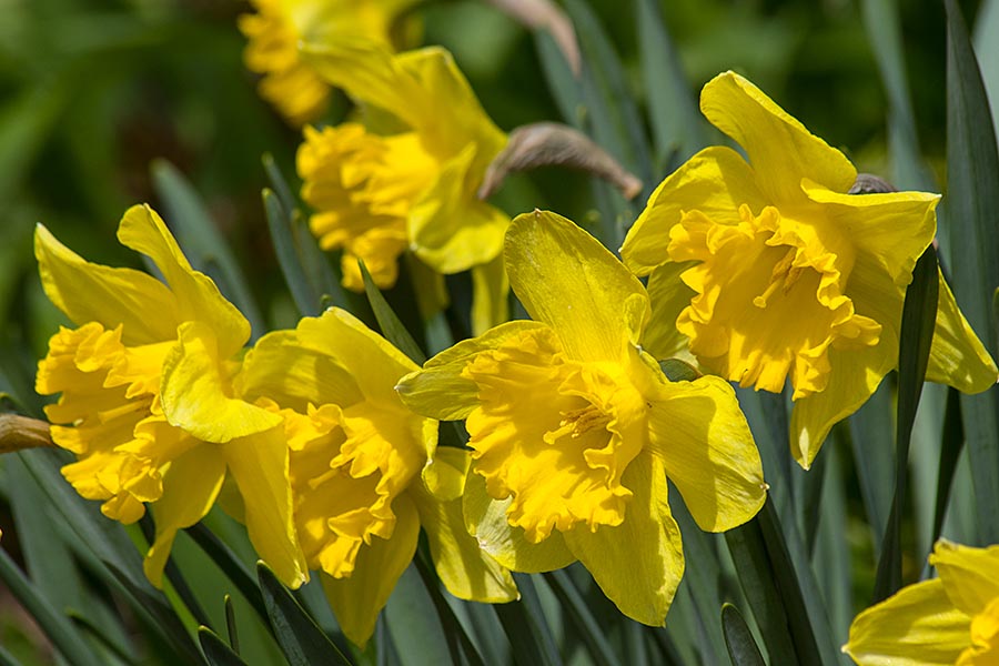 Daffodils