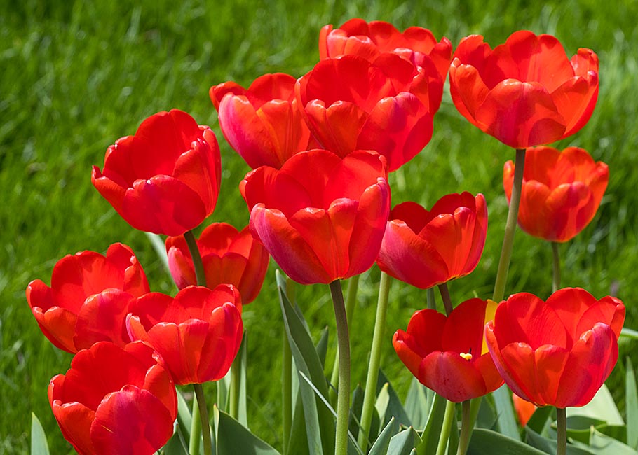 Red Tulips
